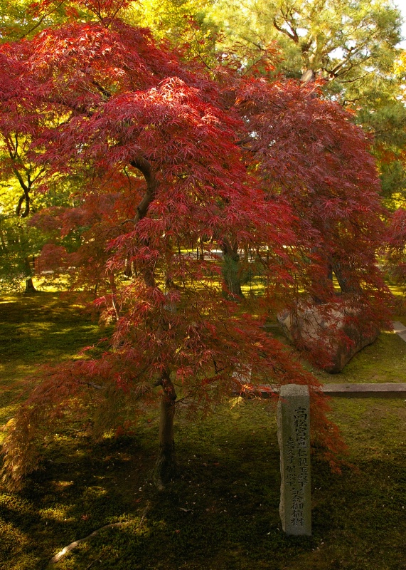 Autumn Japanese Maple