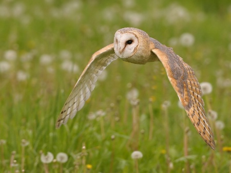 Barn Owl flying by