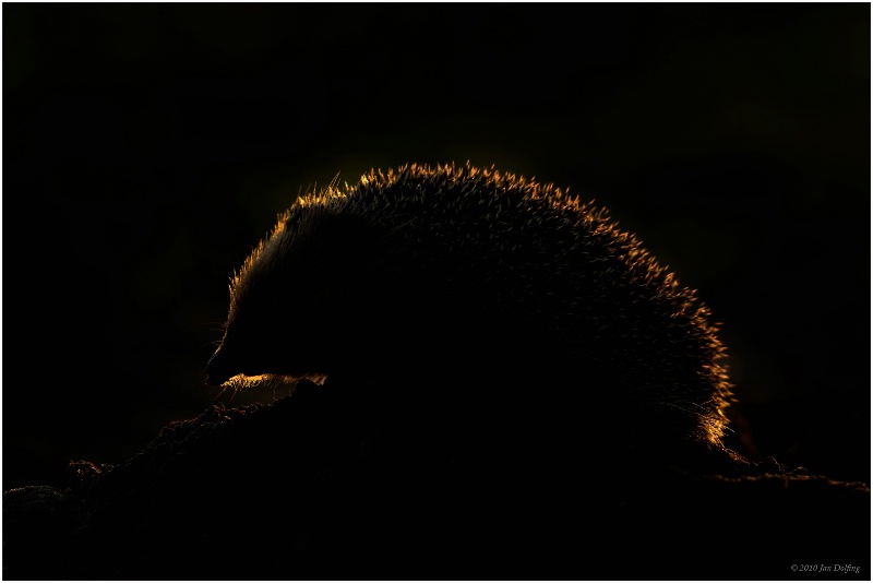 Hedgehog silhouet