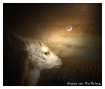 Little Fawn