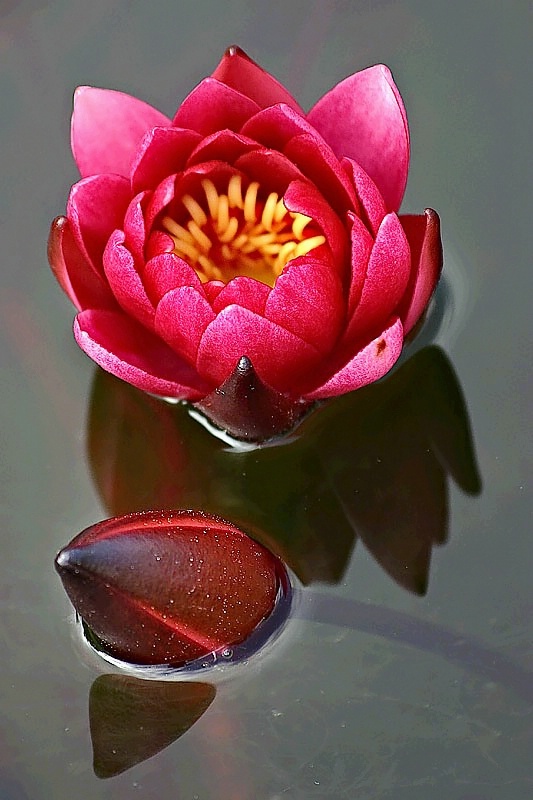 Lilly and a bud