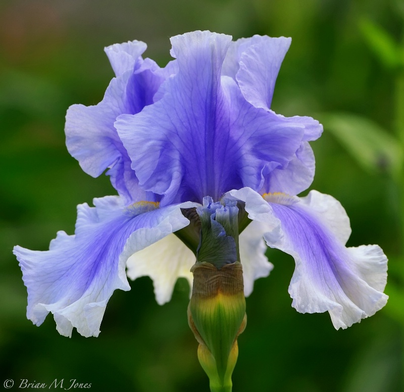 Simply Iris