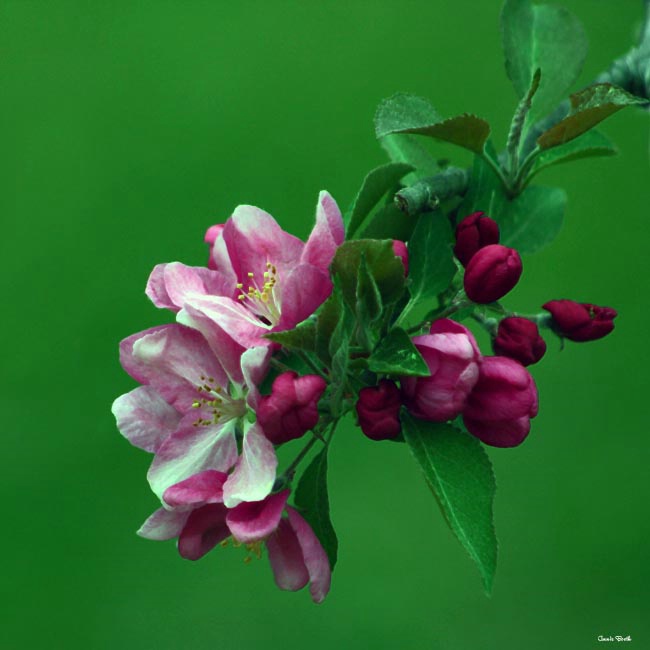 Crabapple  Blossom