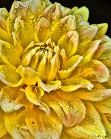 Peaches & Cream Dahlia