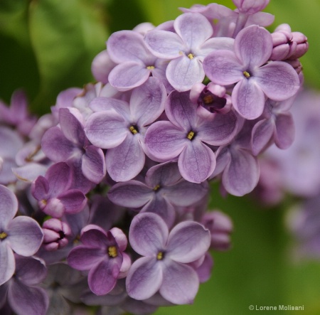 Lavender beauty