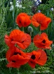 Red Poppy LineUp