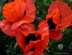 3 Red Poppies