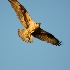 © Michael S. Couch PhotoID# 10250820: OSPREY, Lake Eufaula, Alabama 5.23.10