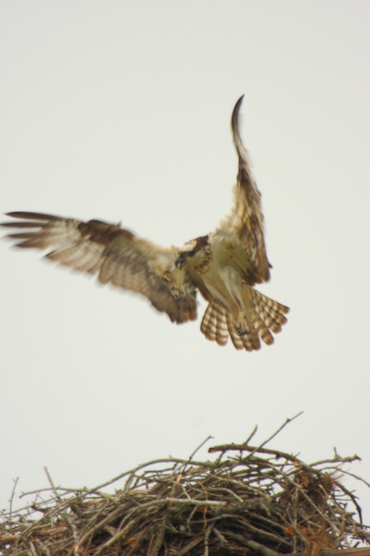 OSPREY, Lake Eufaula, Alabama 5.16.10 - ID: 10250902 © Michael S. Couch
