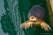 Feed Me!