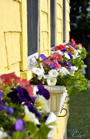 Window Box