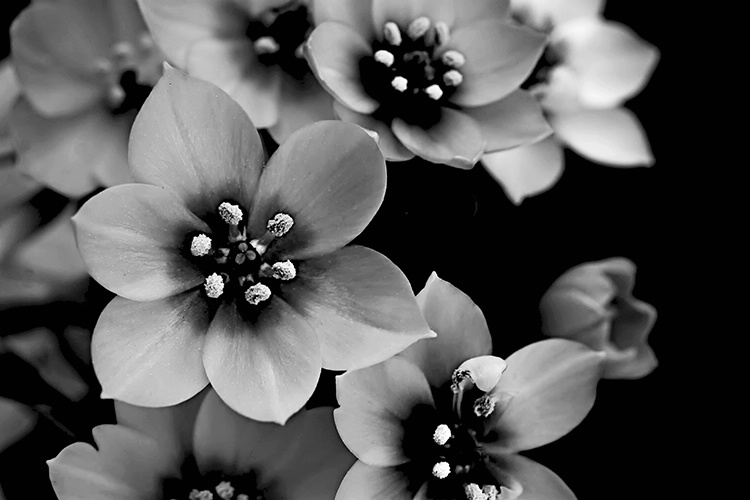 ~THE BEAUTY IN BLACK AND WHITE~