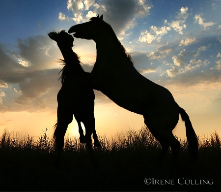 The Photo Contest 2nd Place Winner - Prairie Pecking Order