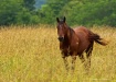 In Golden Fields