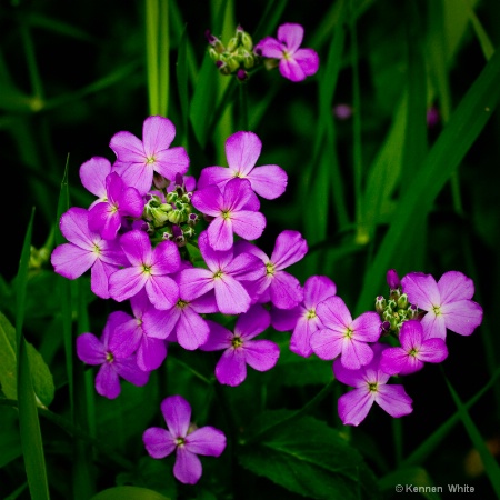 Spring Wildflowers