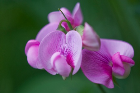 Sweet Peas