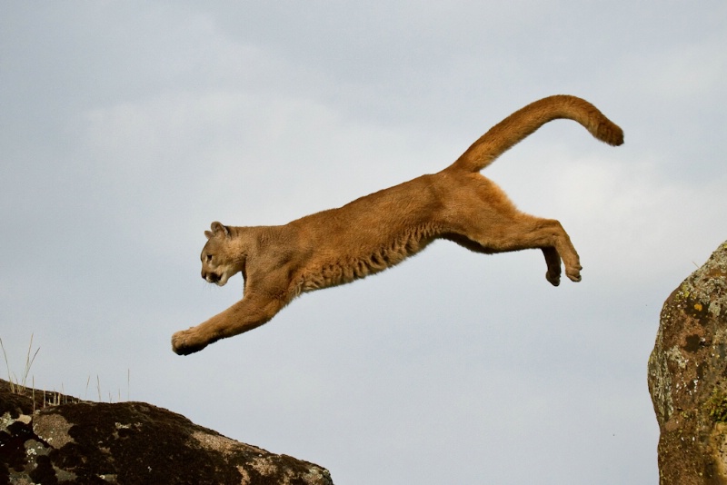 One giant leap for cougar-kind
