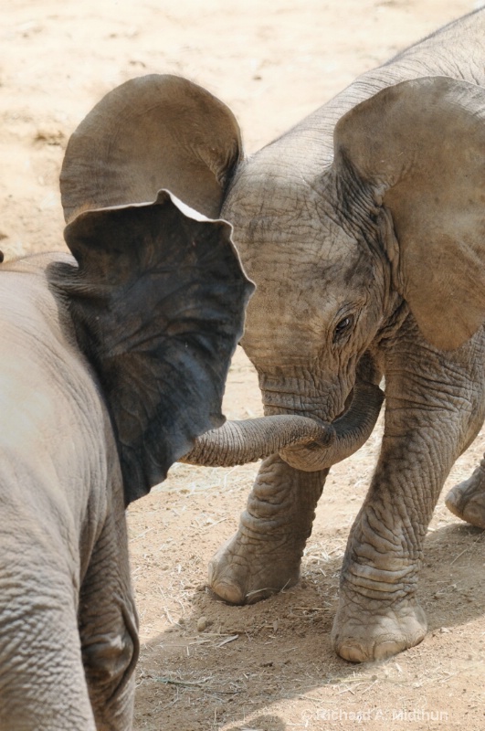 Baby Elephant Brothers--Mock Challenge 