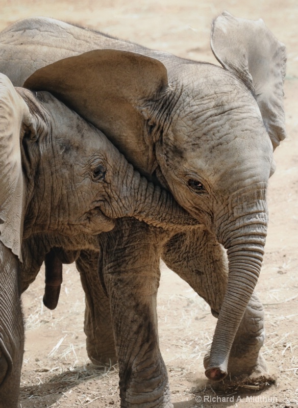 Baby Elephant Brothers--Friends Again