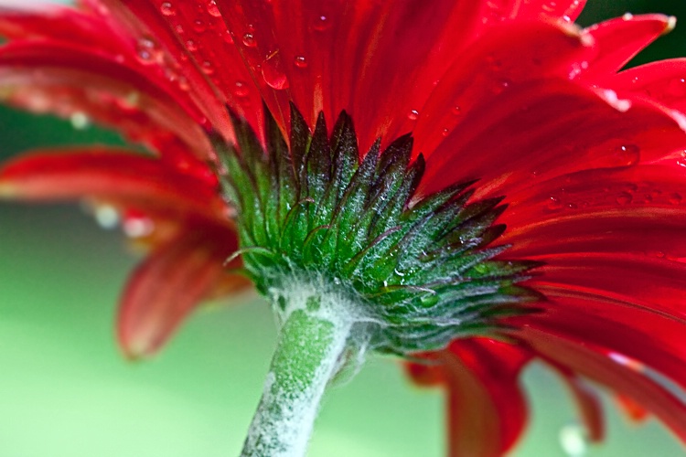 Gerbera Daisy