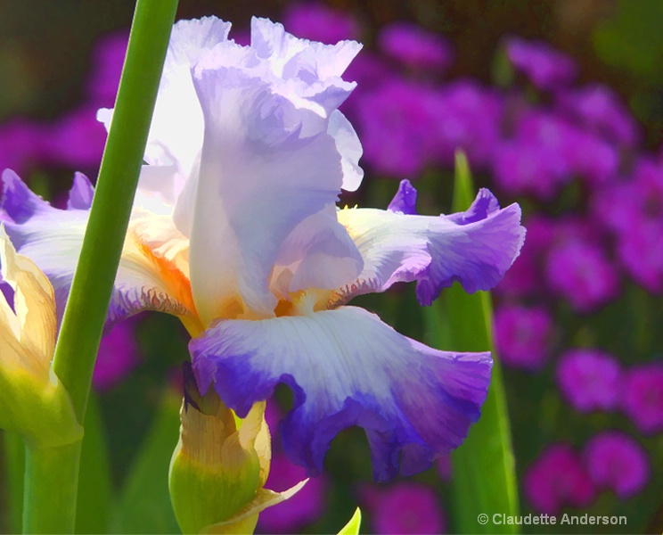 Conjugation Iris + carnations