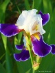 Wabash Iris