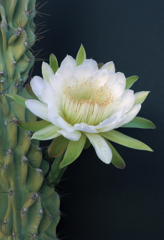 Monstrous Night Blooming Cereus