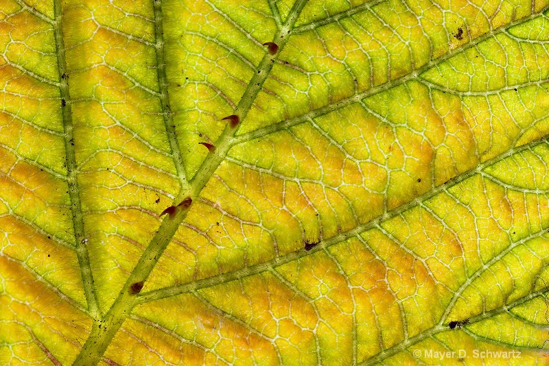 Blackberry Leaf - ID: 10258751 © Janet  R. Schwartz