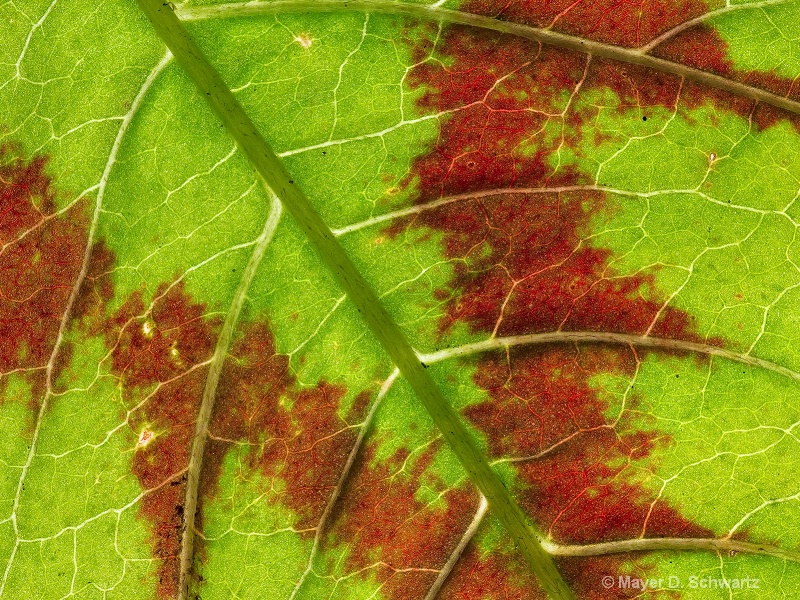 Painter's Palatte Leaf - ID: 10258754 © Janet  R. Schwartz