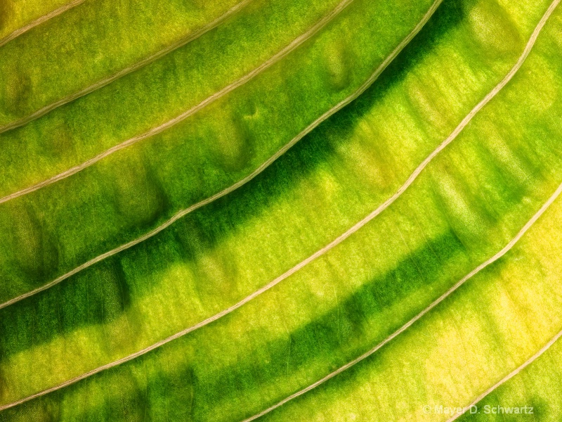 Hosta Leaf - ID: 10258755 © Janet  R. Schwartz