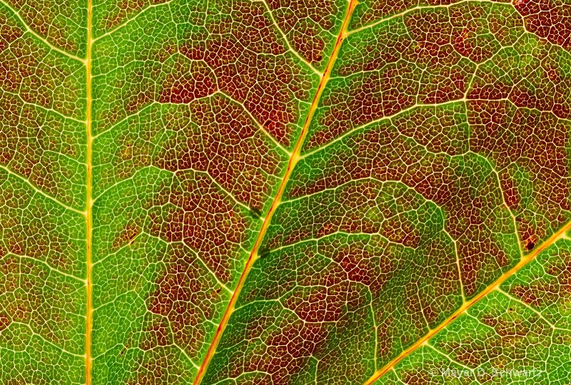 Maple Leaf - ID: 10258757 © Janet  R. Schwartz