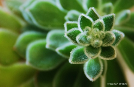 FUZZY LEAVES