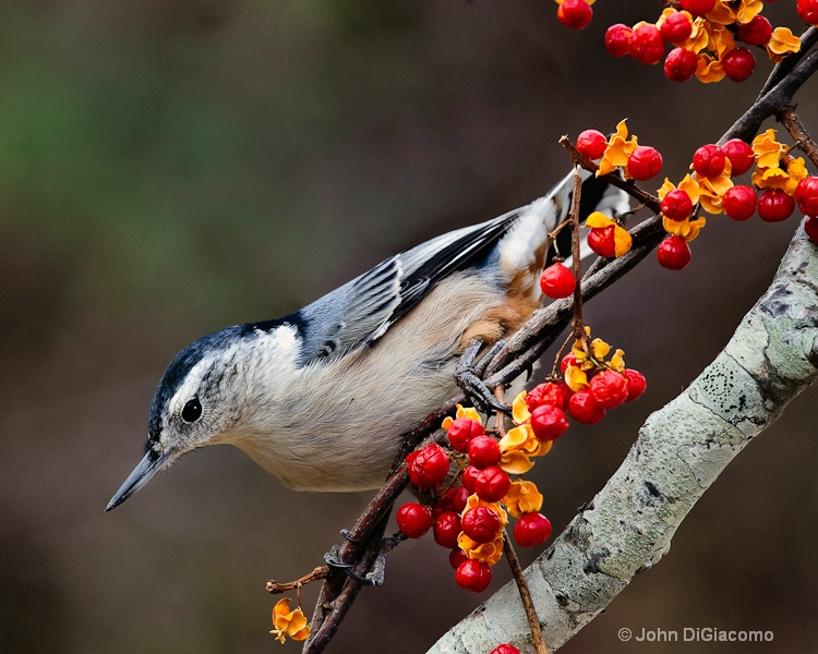 Nuthatch