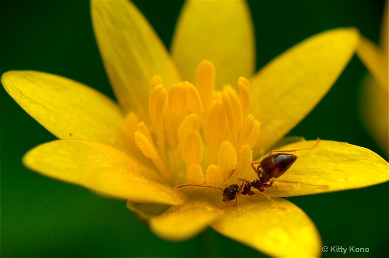 Bug on Flower - 8