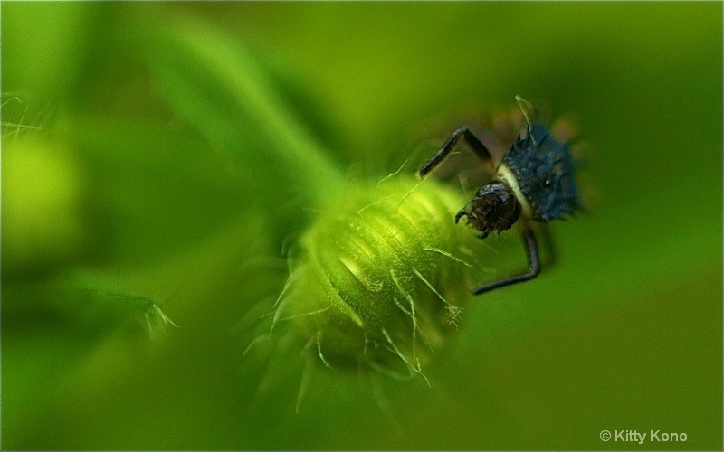Bug on Flower - 7