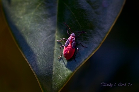 Bug Beautiful