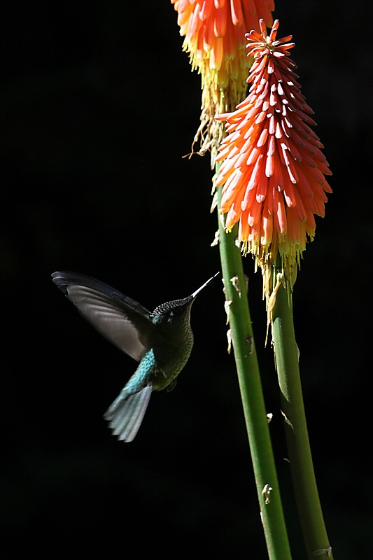 Hummingbird feeding on Tritoma flowers