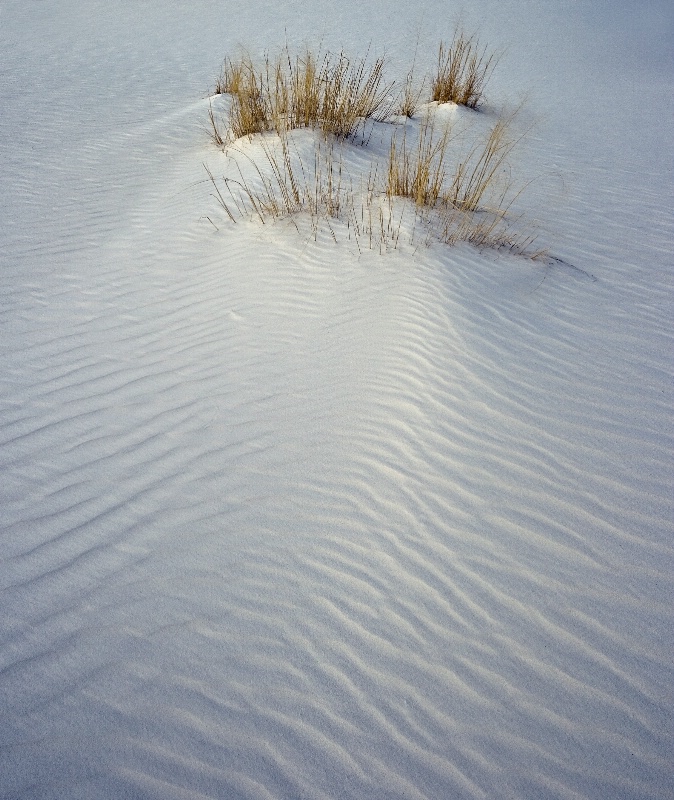 Disappearing  Grasses