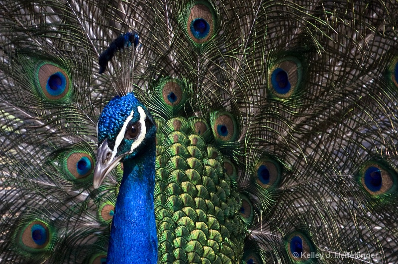 Peacock Portrait - ID: 10267856 © Kelley J. Heffelfinger