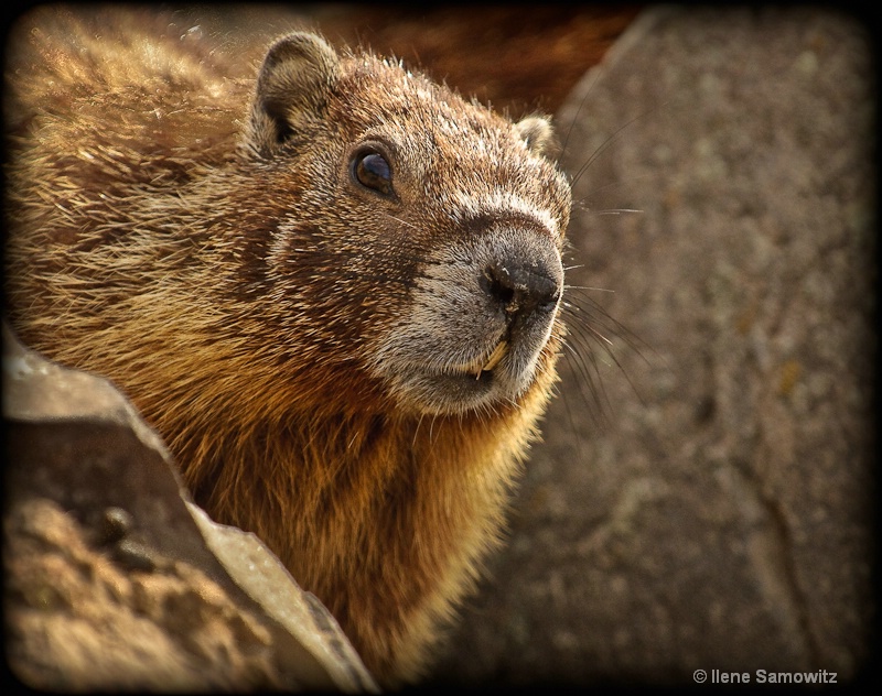 Yellow-bellied Marmot Portrait