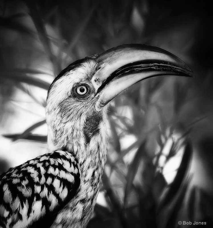 "Yellow-billed Hornbill [Tockus leucomelas]