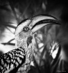 "Yellow-bille...