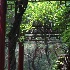 Light through the vines at Purple Bamboo Park - ID: 10270113 © Deb. Hayes Zimmerman