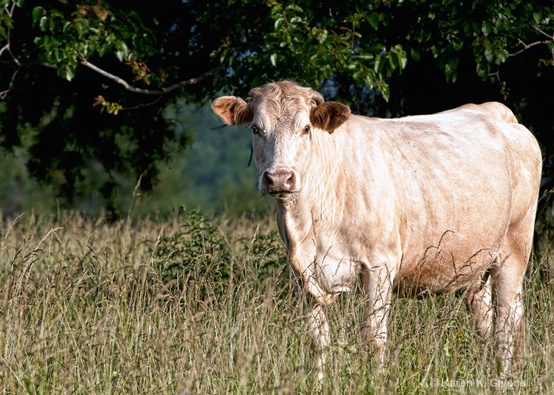 Happy Cow