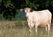 Happy Cow