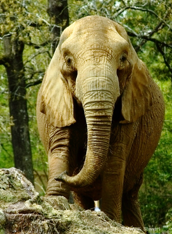 Elephant Portrait