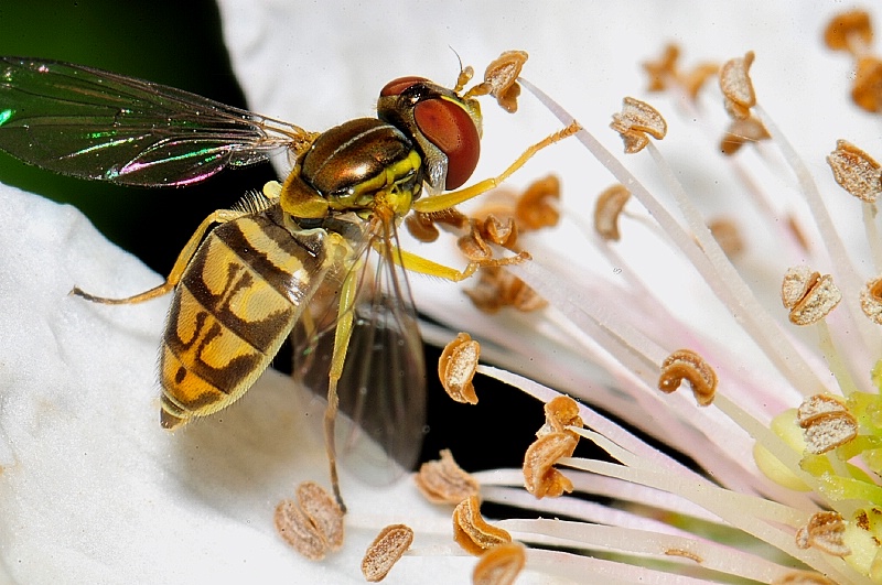 Syrphid Fly