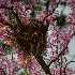 Bird's nest among the Red Bud blossoms - ID: 10274647 © Deb. Hayes Zimmerman