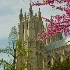 Spring color at the Cathedral - ID: 10274656 © Deb. Hayes Zimmerman
