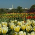 DC from the Carillon in bloom - ID: 10274671 © Deb. Hayes Zimmerman